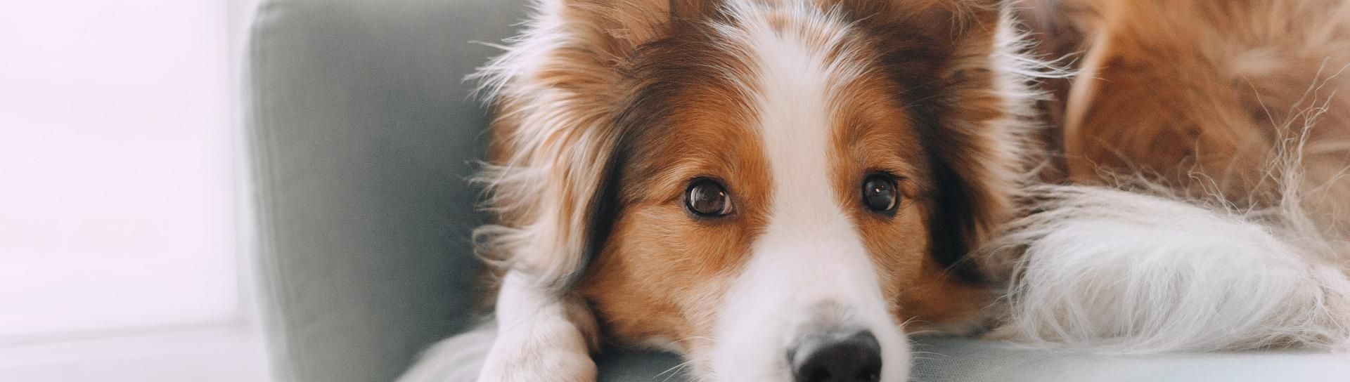 Hotels pet-friendly