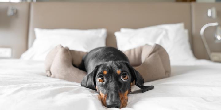 Hotel pet-friendly