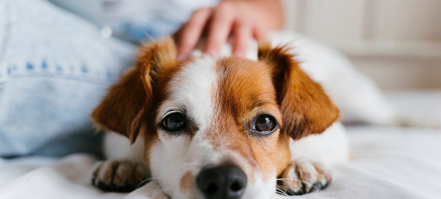 Hotel pet-friendly