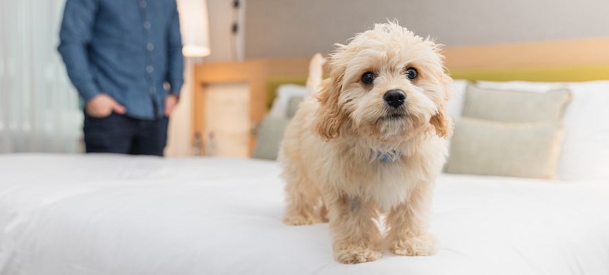 Hotel pet-friendly