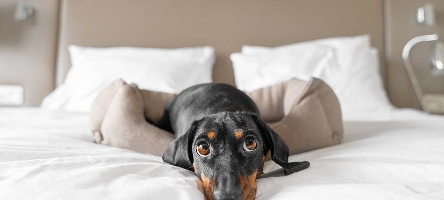 Pet-friendly hotel